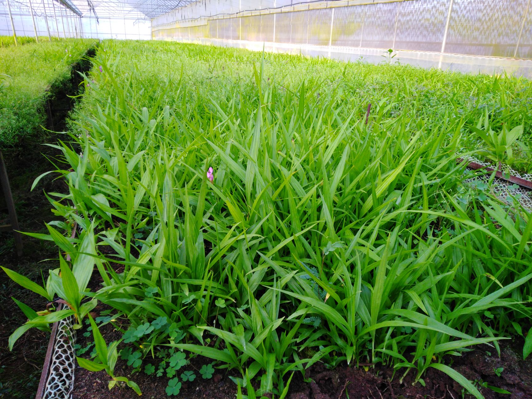 可以提供:协助找车,基地直供,支持快递,免费种植技术