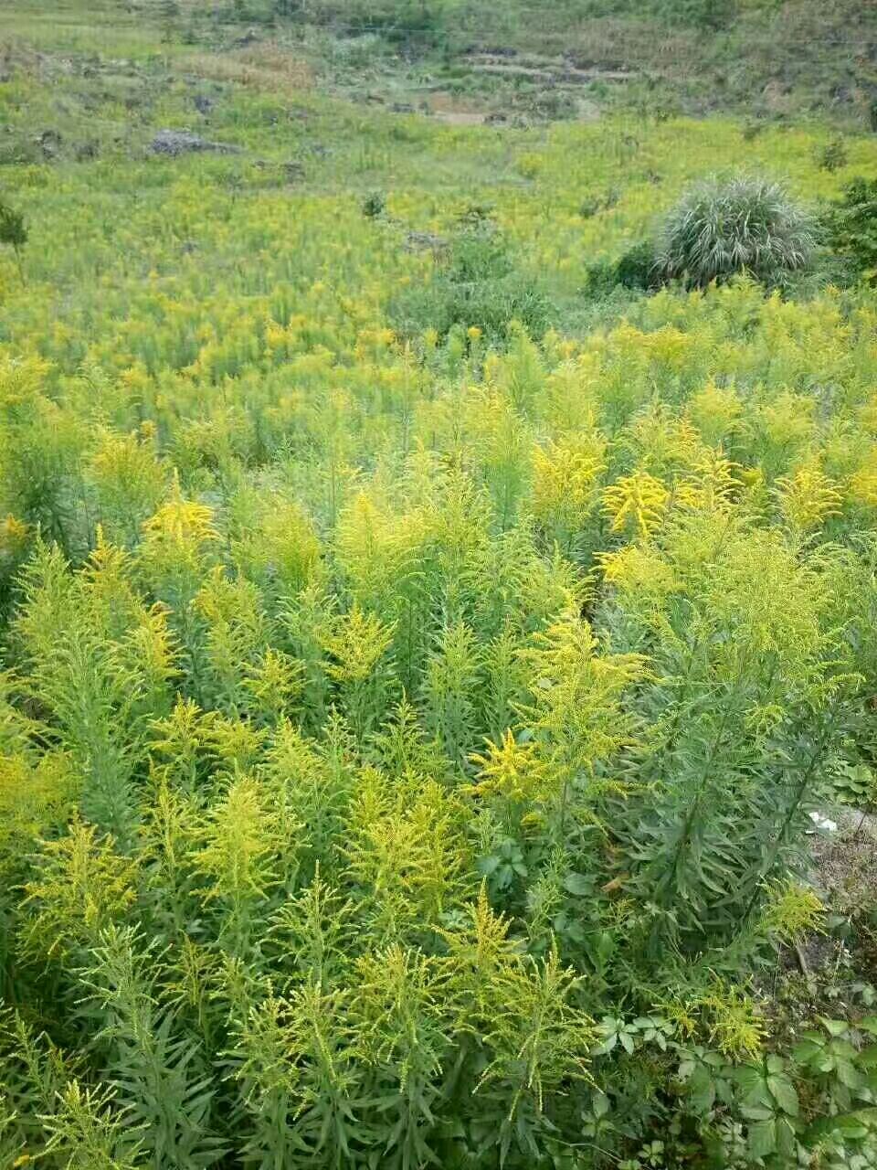 一枝黄花 一手货源,含量达标