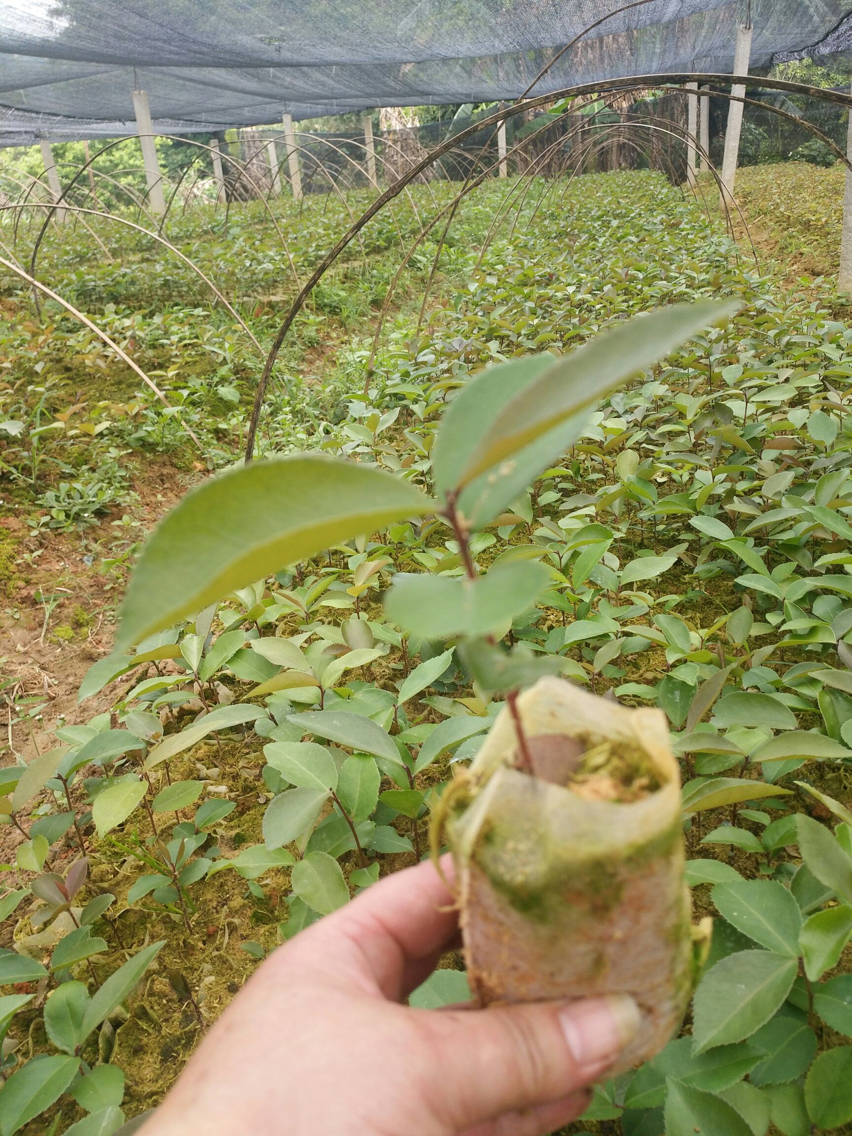 高产大果油茶苗 带杯苗