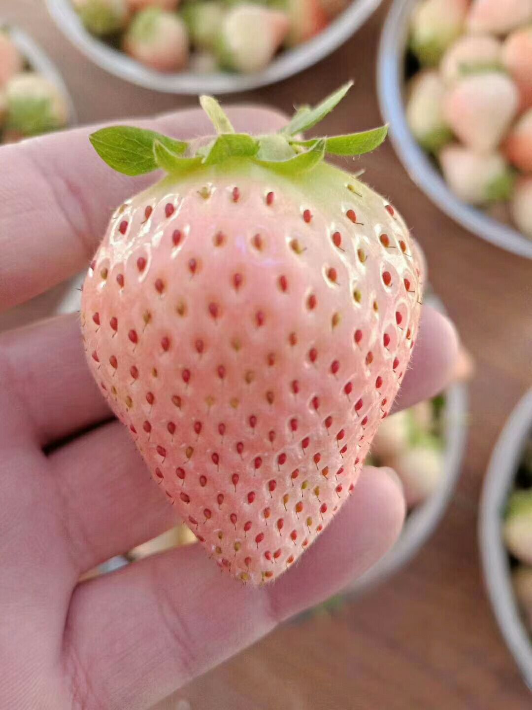 小白草莓苗