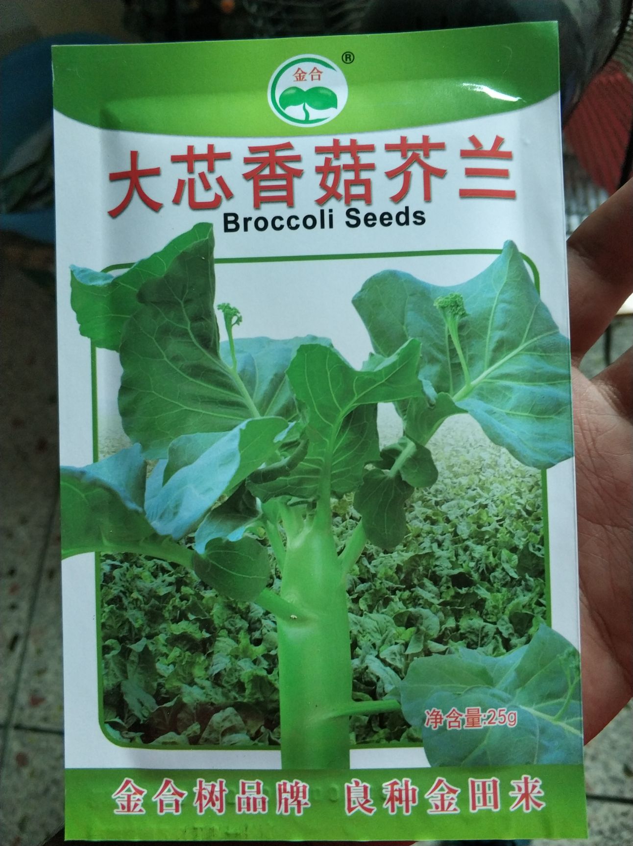 芥兰种子 大芯香菇芥兰芥蓝