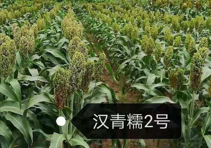 高粱种子 汉青糯2号