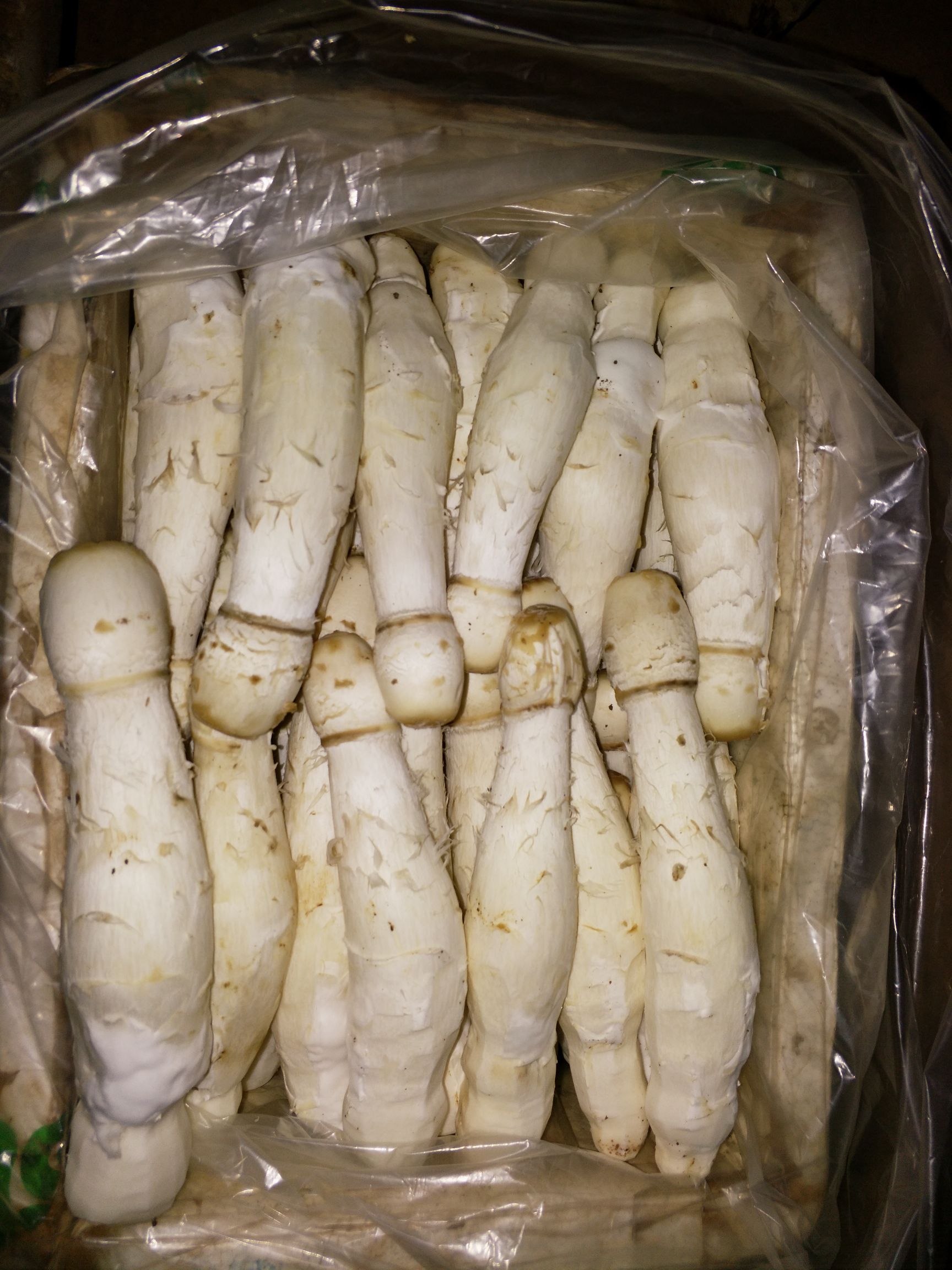 鸡腿菇 人工种植 鲜货