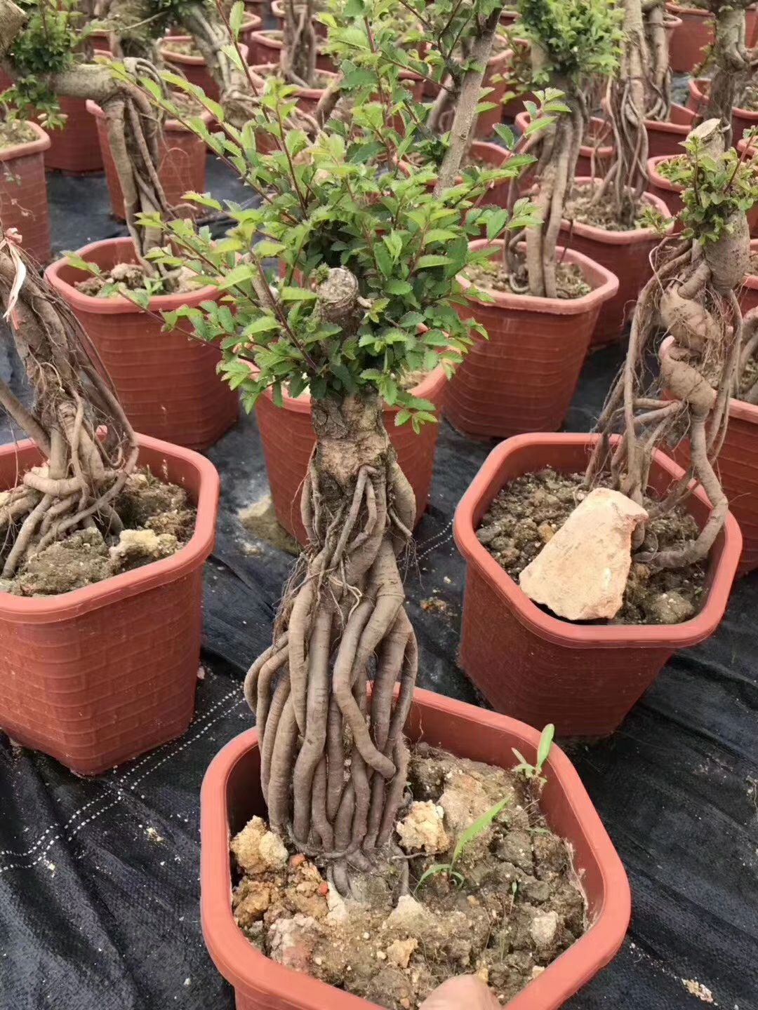 小叶榆树 盆景造型