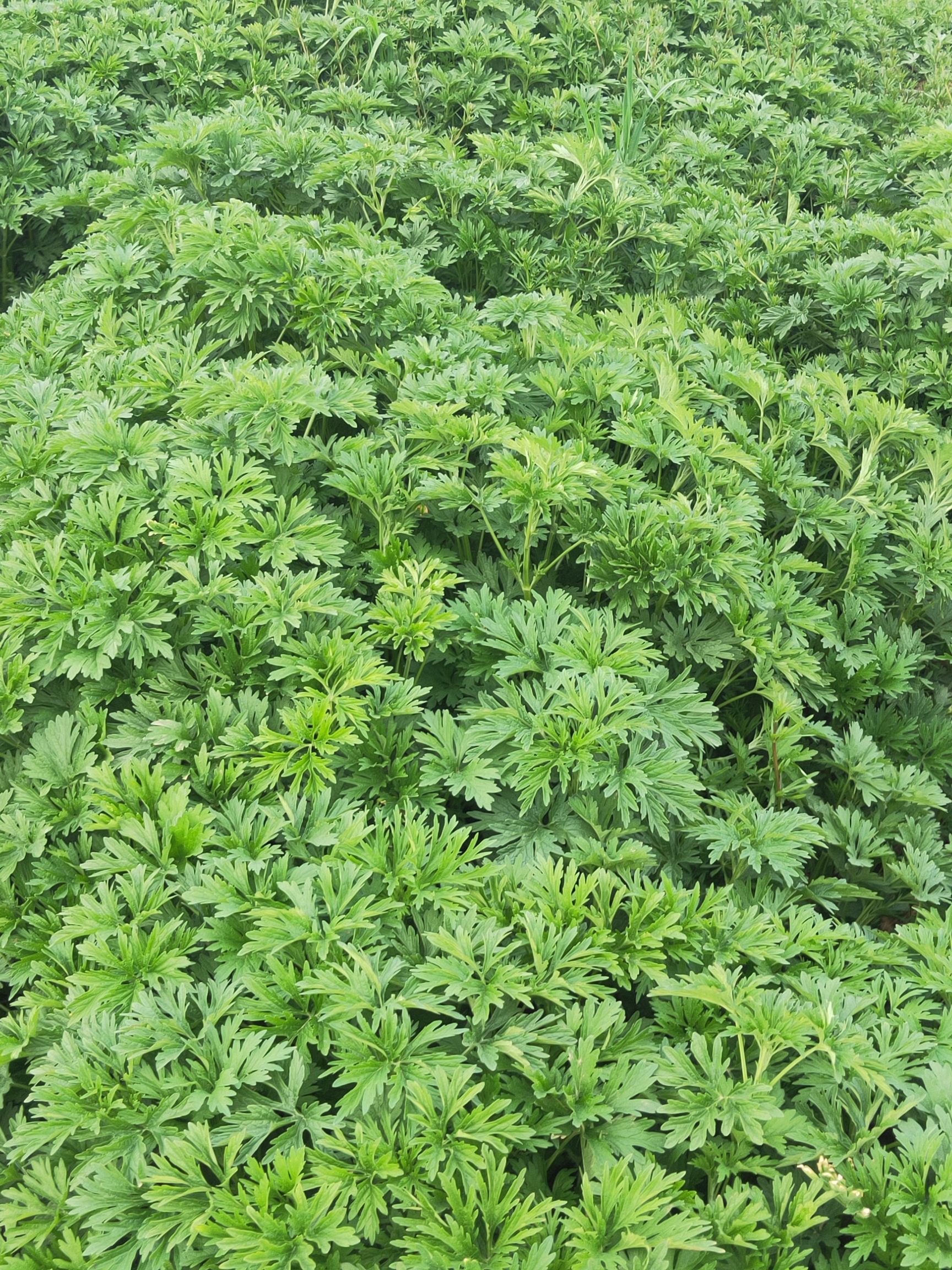 益母草 