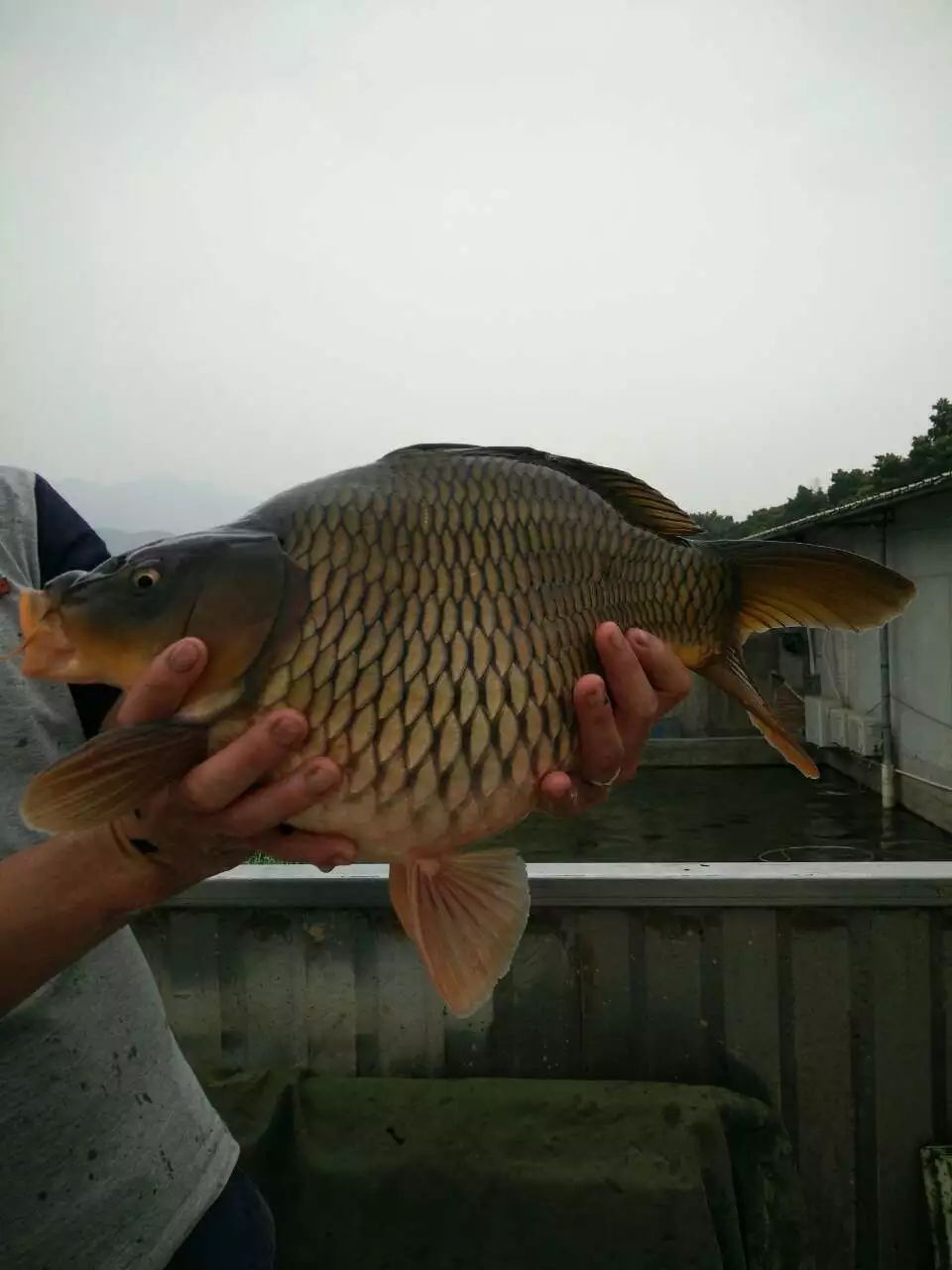 珍珠鲤鱼苗 文庆鲤荷包鲤3-5cm