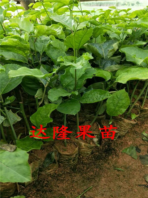 黄金,台农,紫香,绿皮,木瓜百香果苗扦插苗种子苗嫁接苗