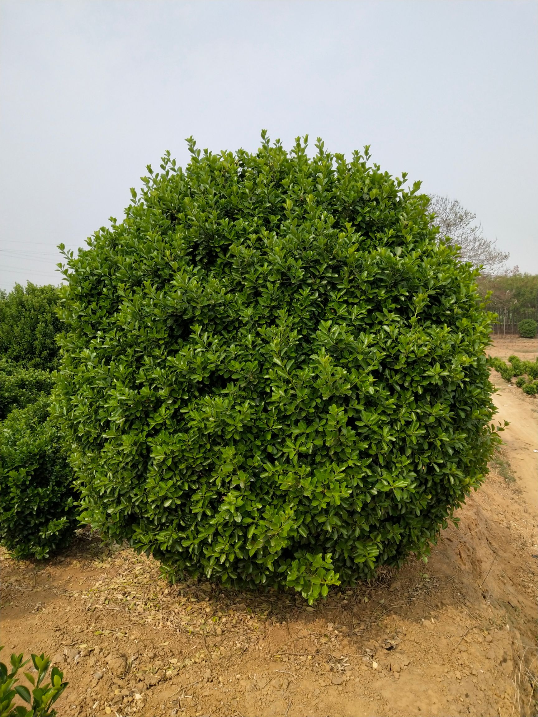 黄杨球 