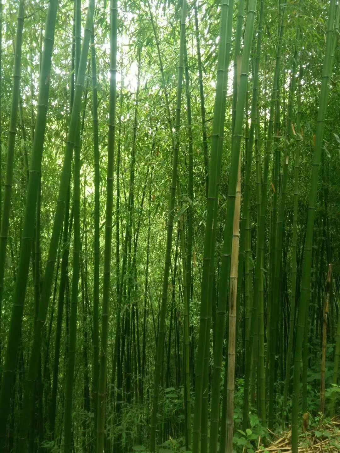 金竹 诚信经营质量保证合格