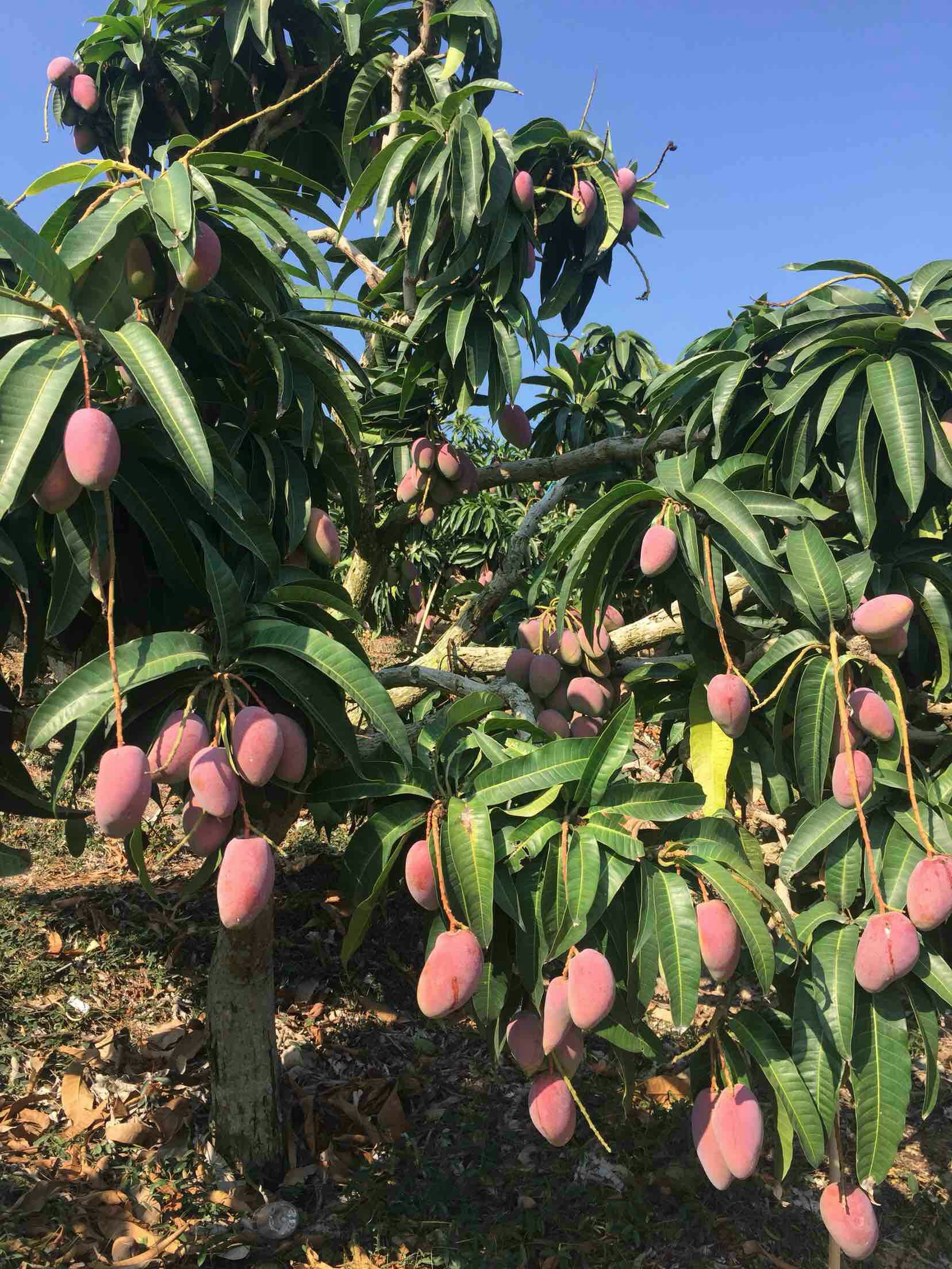 红贵妃嫁接芒果苗