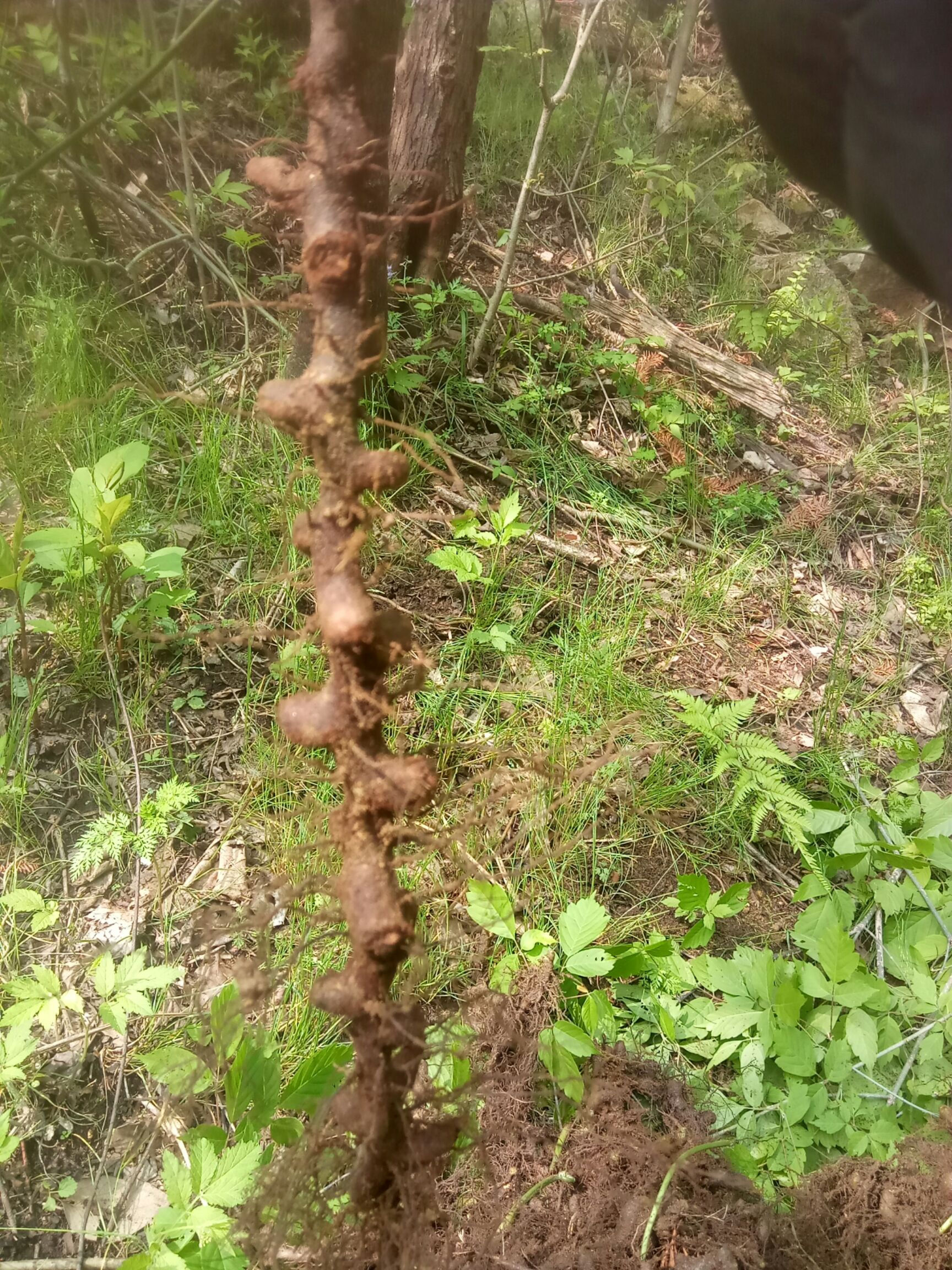 花生根结线虫病-河南农业病虫-图片