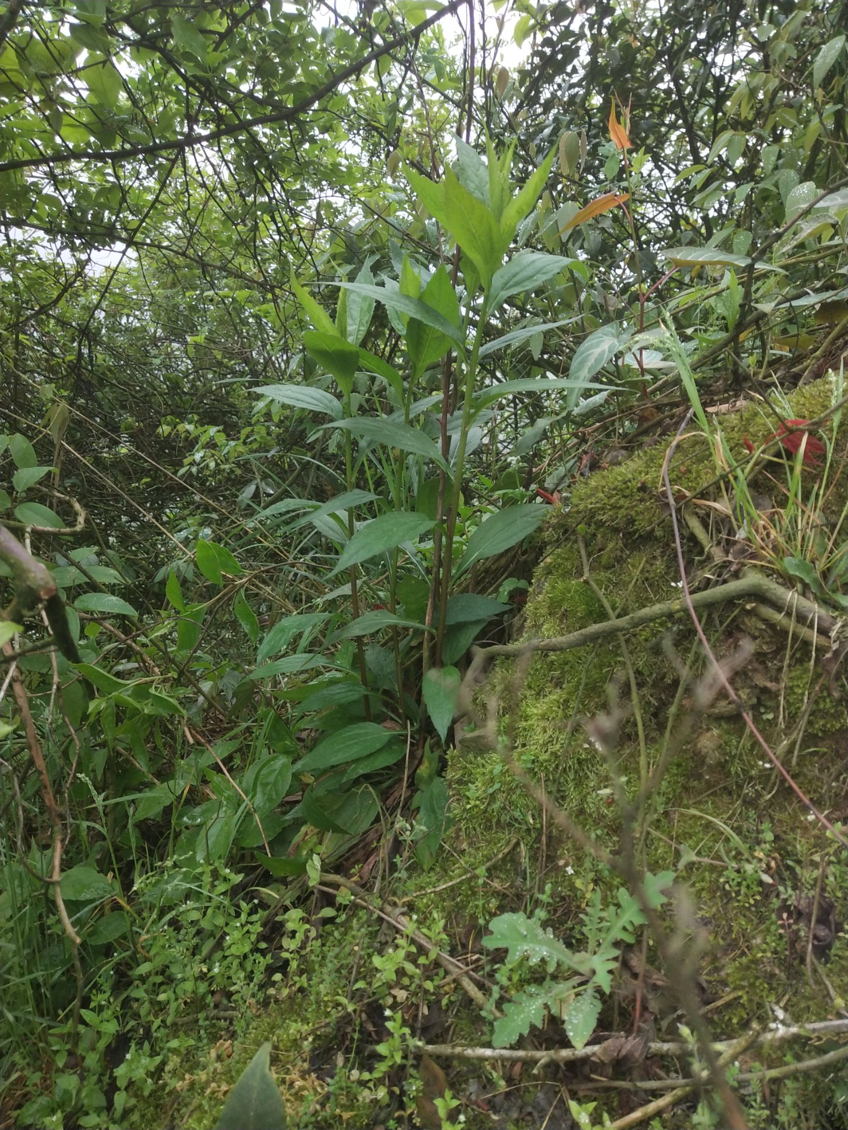 野芹菜 野生菜,野生柴胡叶