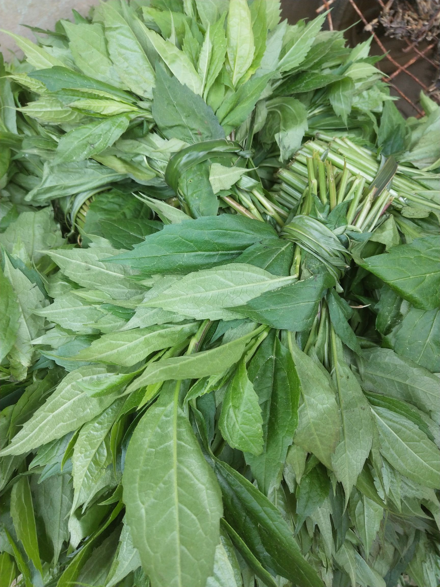 野芹菜 野生菜,野生柴胡叶