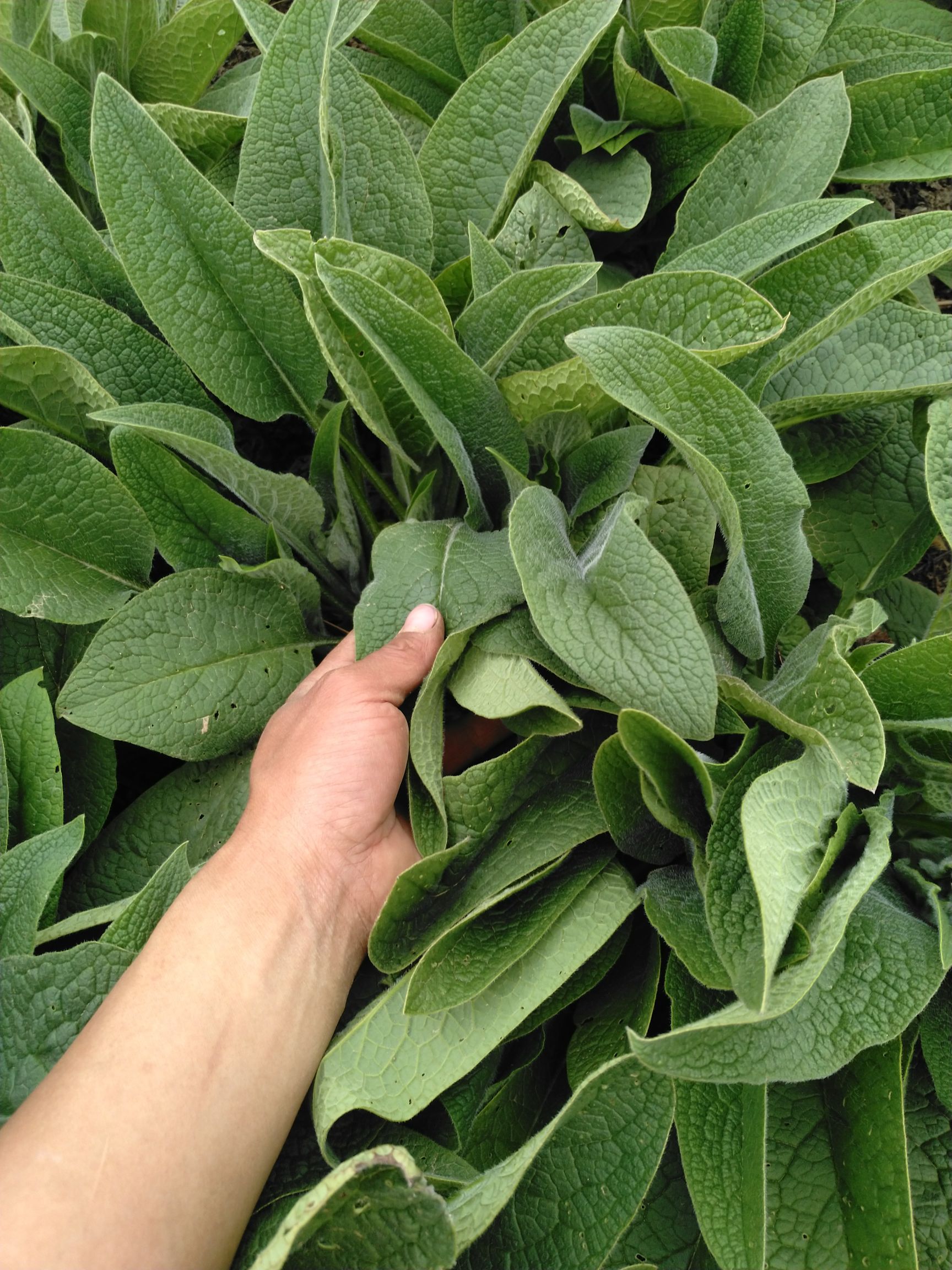 牧草 俄罗斯饲料菜种根聚合草种根