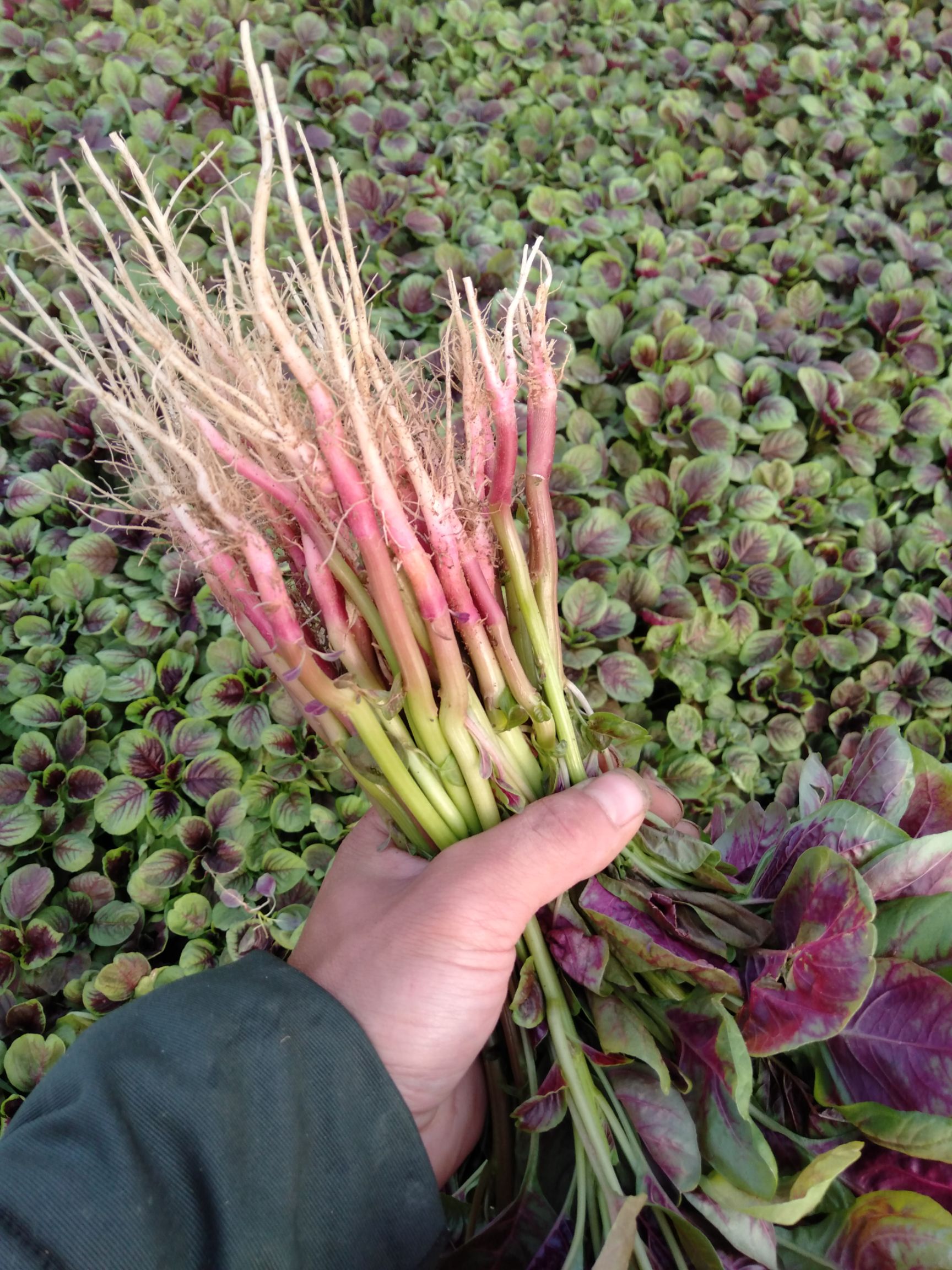 品种名:红苋菜 长度:25-30cm 颜色:鲜绿 种植环境:大棚种植