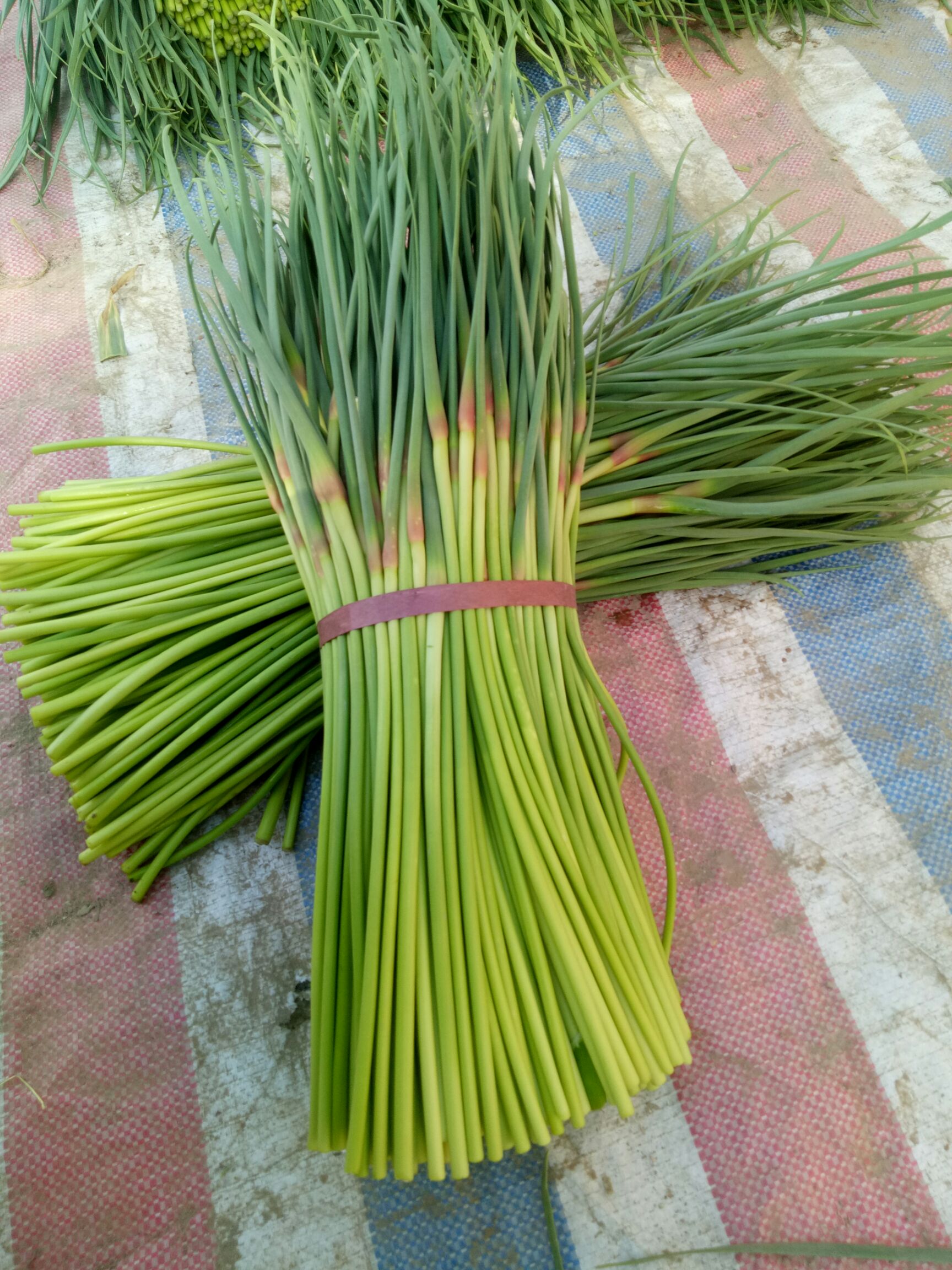 红帽蒜薹 40~50cm