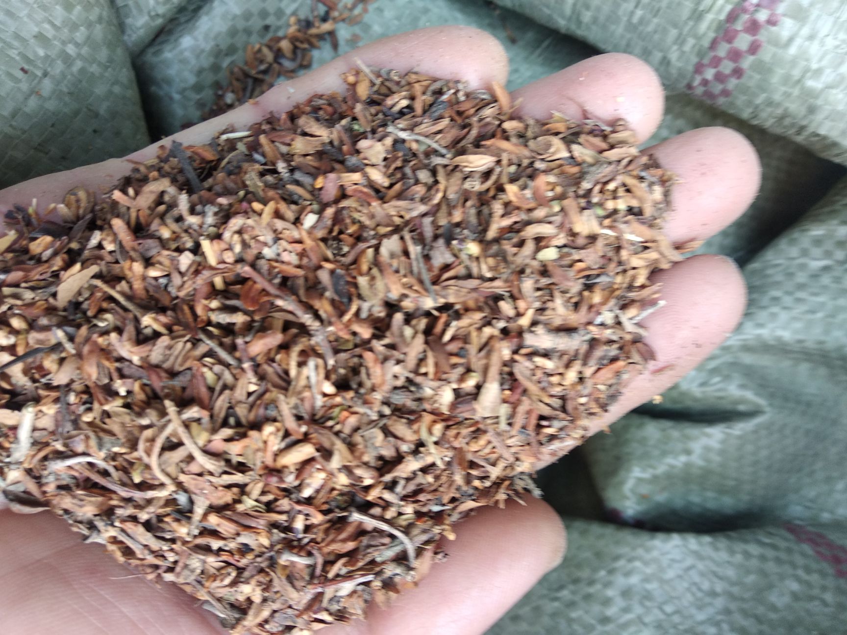 油松种子 供应优质油松籽