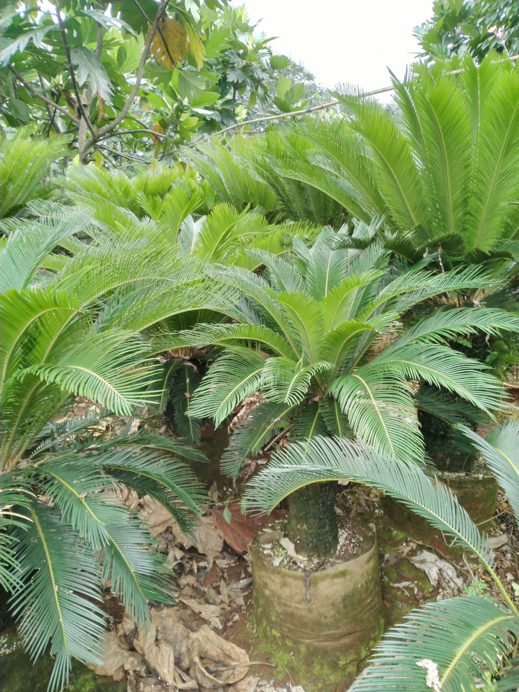 供应大厅  苗木花草  苏铁  商品属性 品种名:海南苏铁 品种名:海南