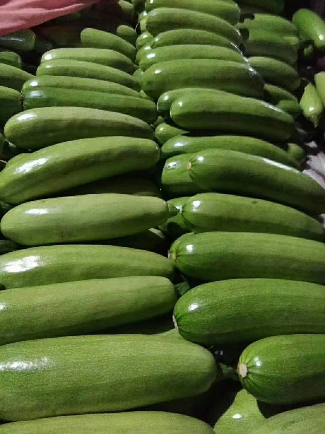 蔬菜大棚 大量供应西葫芦,茄子等蔬菜.
