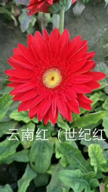 非洲菊苗