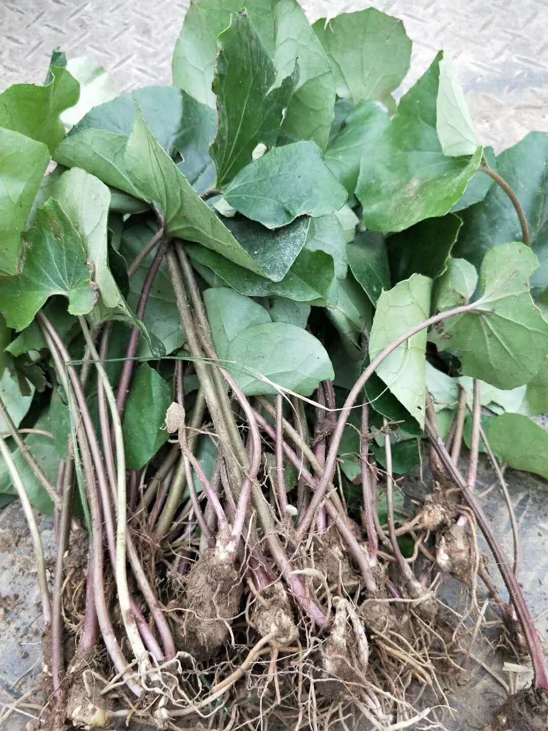 风柜斗草 大吴风草 大量供应,基地认证