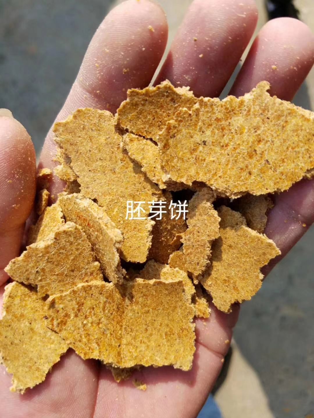 胚芽饼玉米油饼