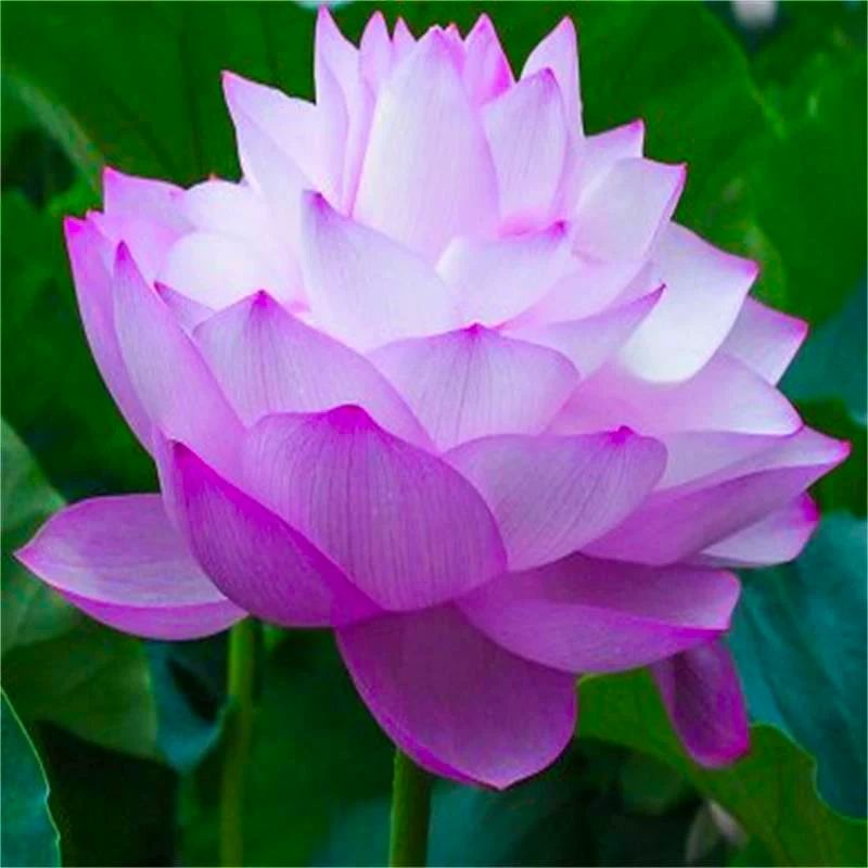 精品荷花