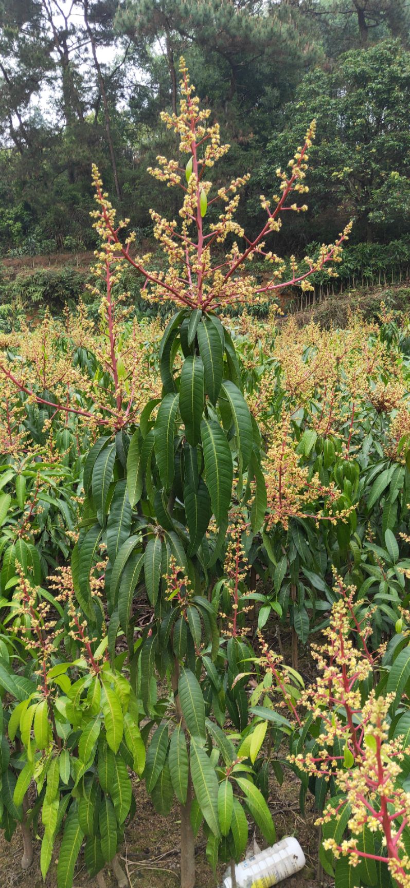 金煌芒果苗 5年大苗,地径4到5公分大带土球发货