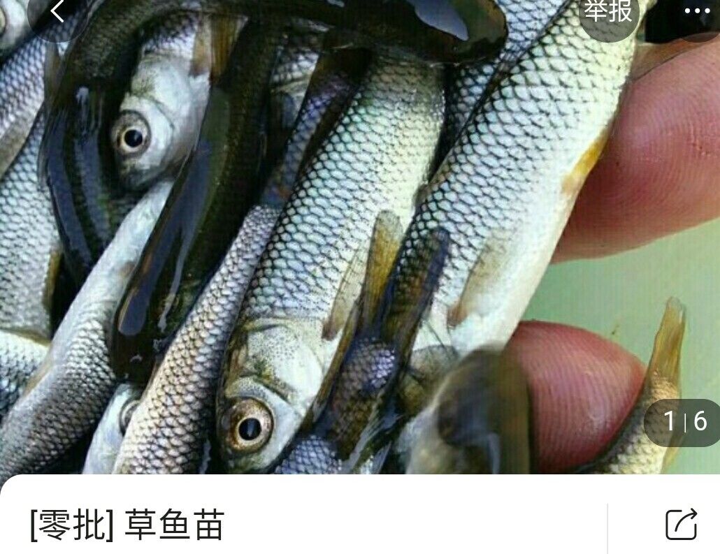 重庆潼南黑鱼苗