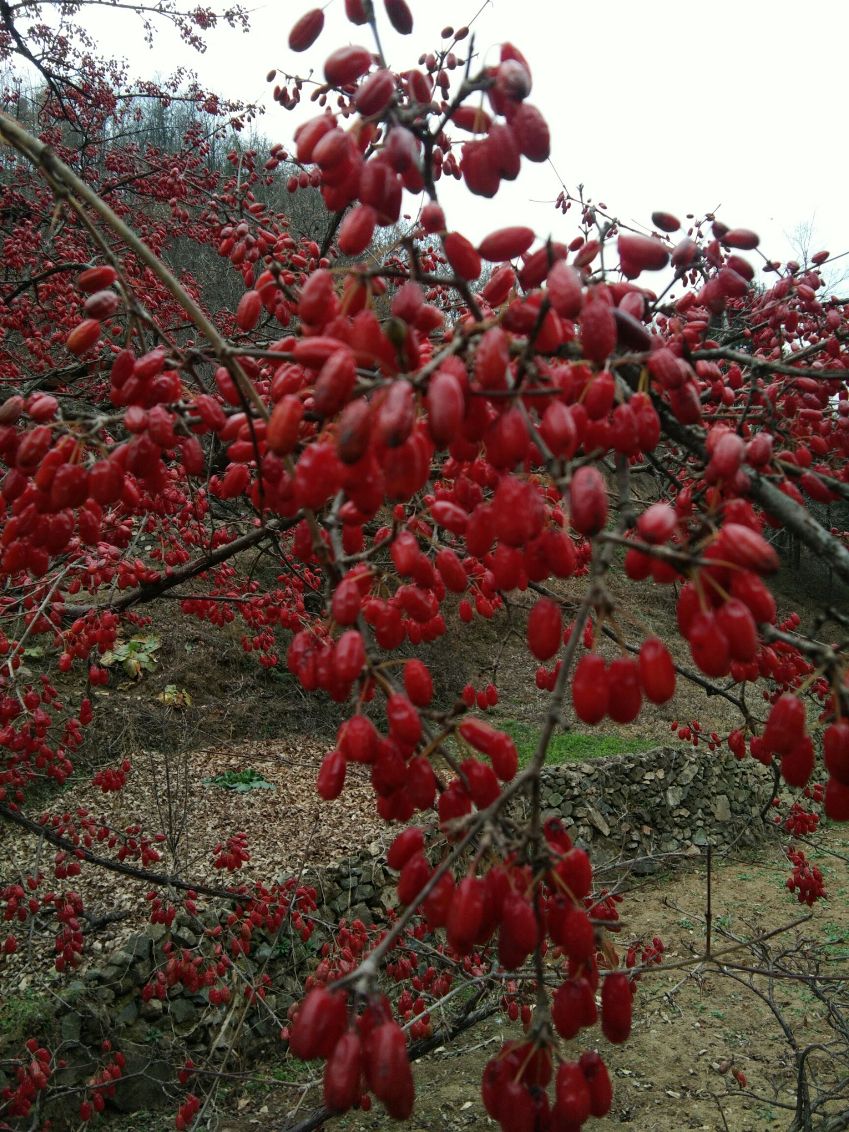 中药材山茱萸