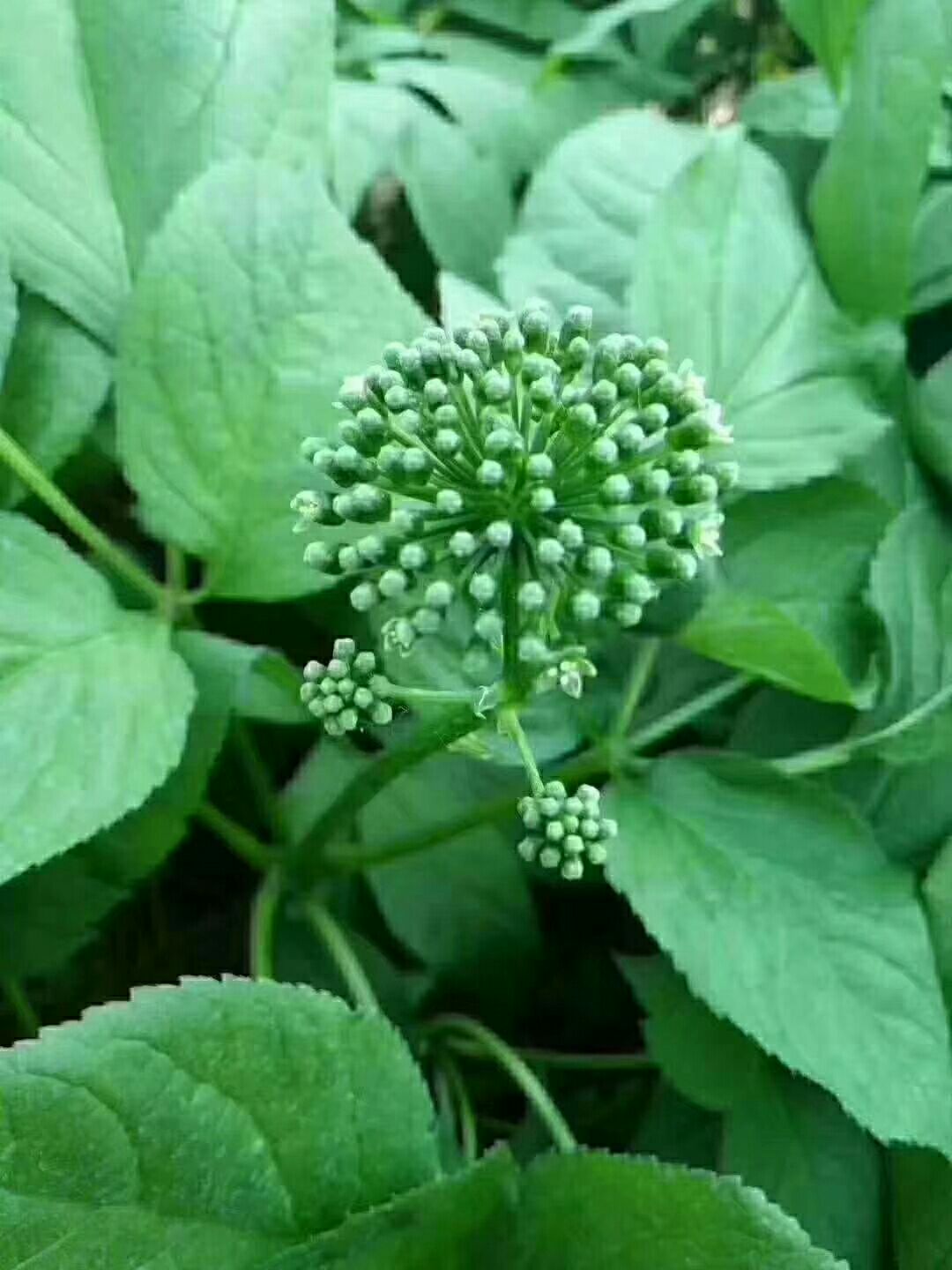 西洋参花 人参花