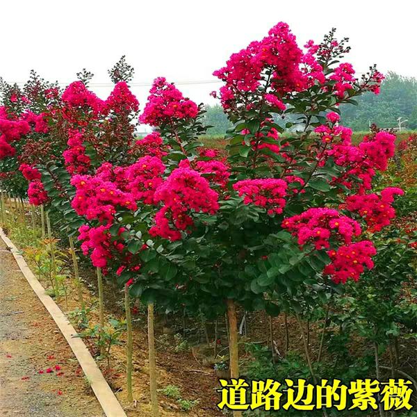 美国红火箭紫薇花树苗 庭院绿化风景树 百日