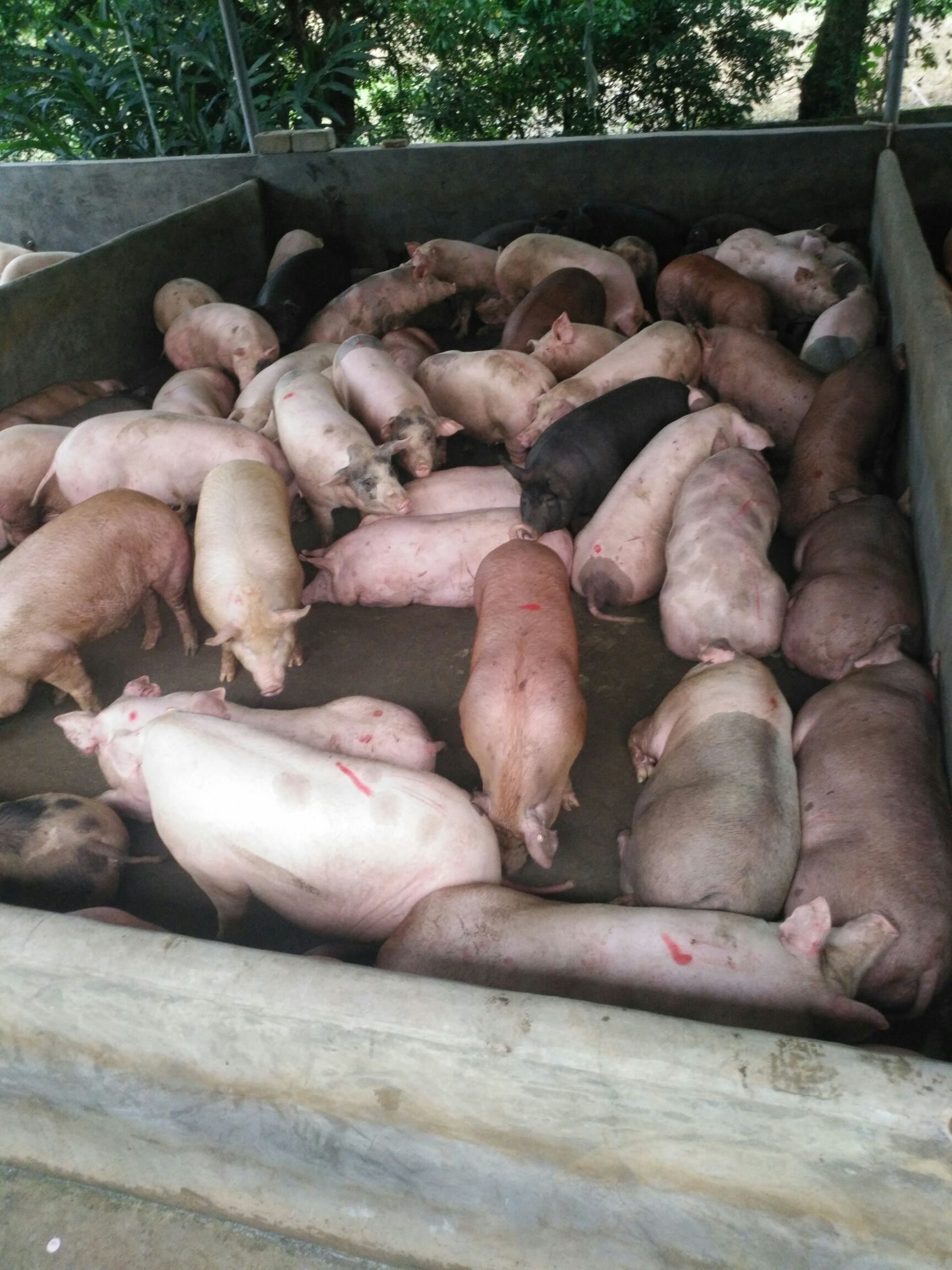 三元猪 200-300斤