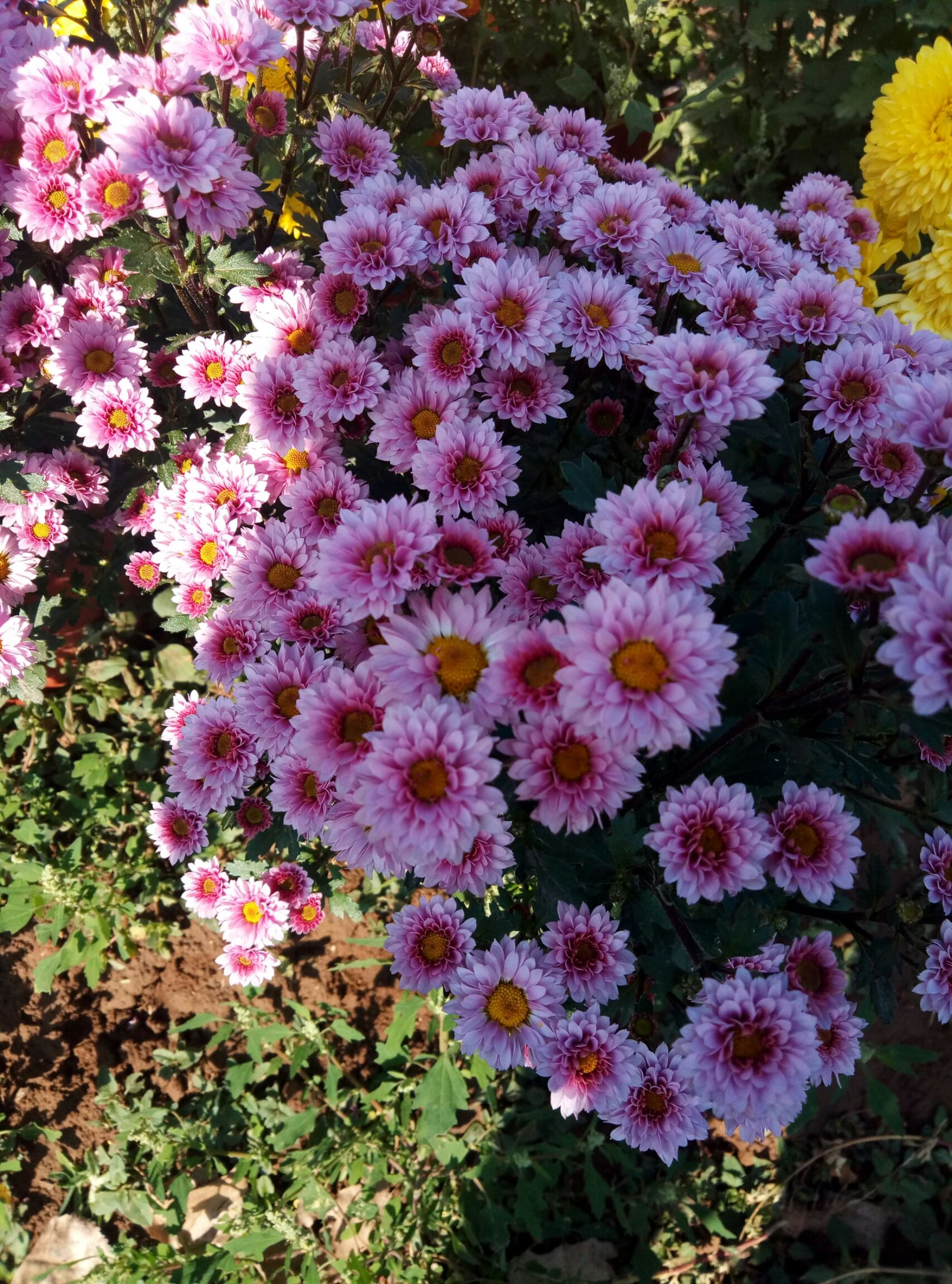 秋菊苗 观赏菊花秋菊彩菊苗