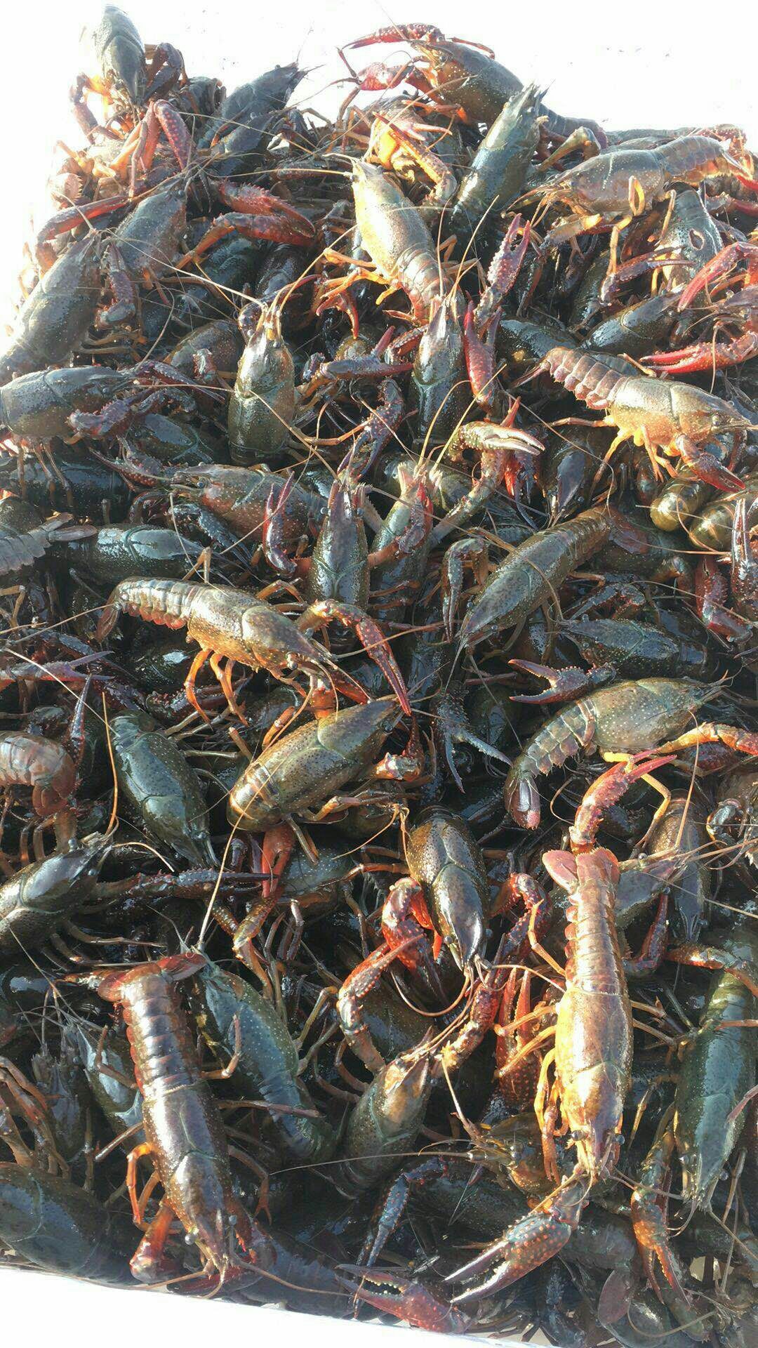 江苏淮安金湖县江苏金湖龙虾 4-6钱 人工养殖