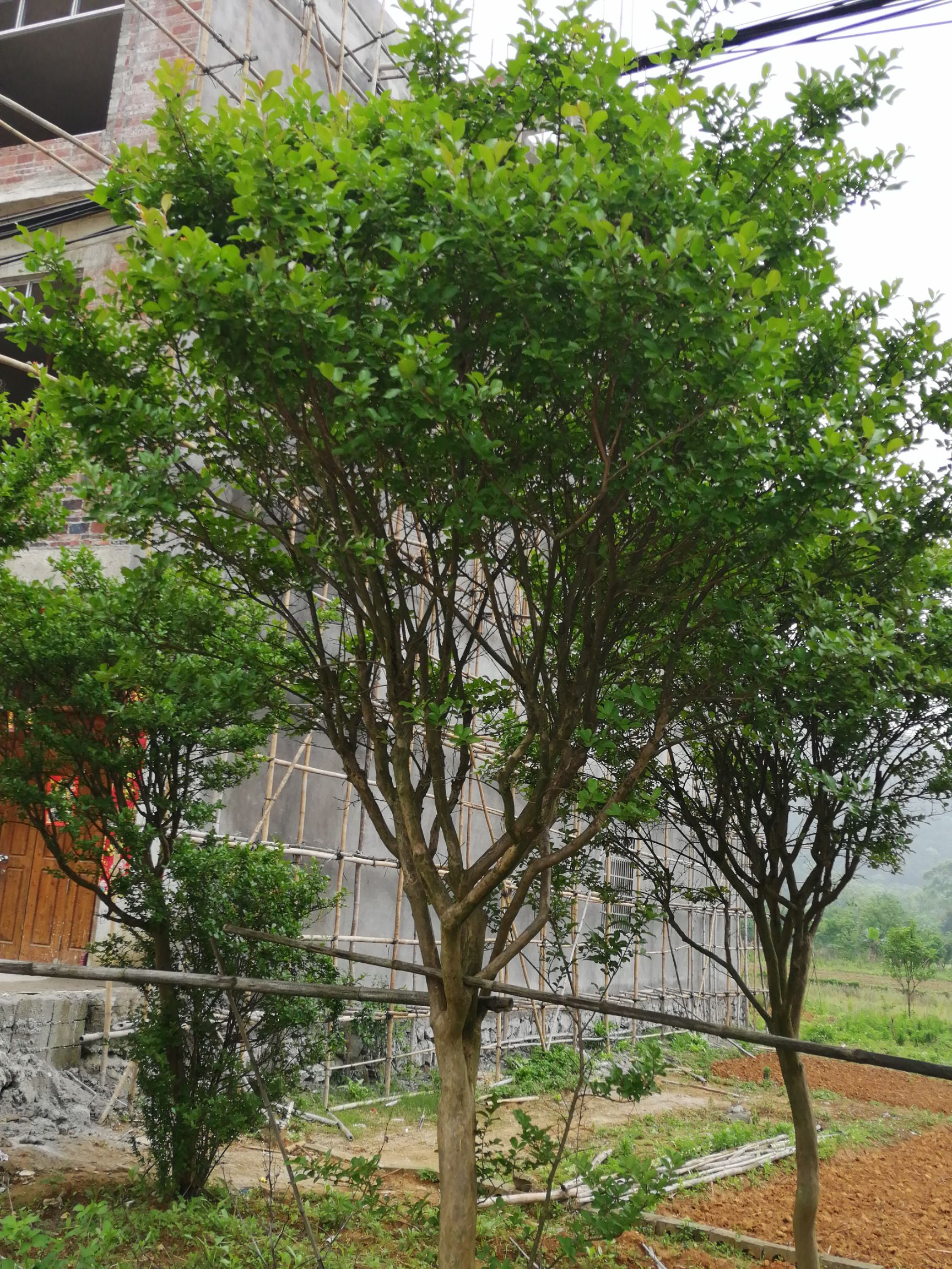 细叶紫薇