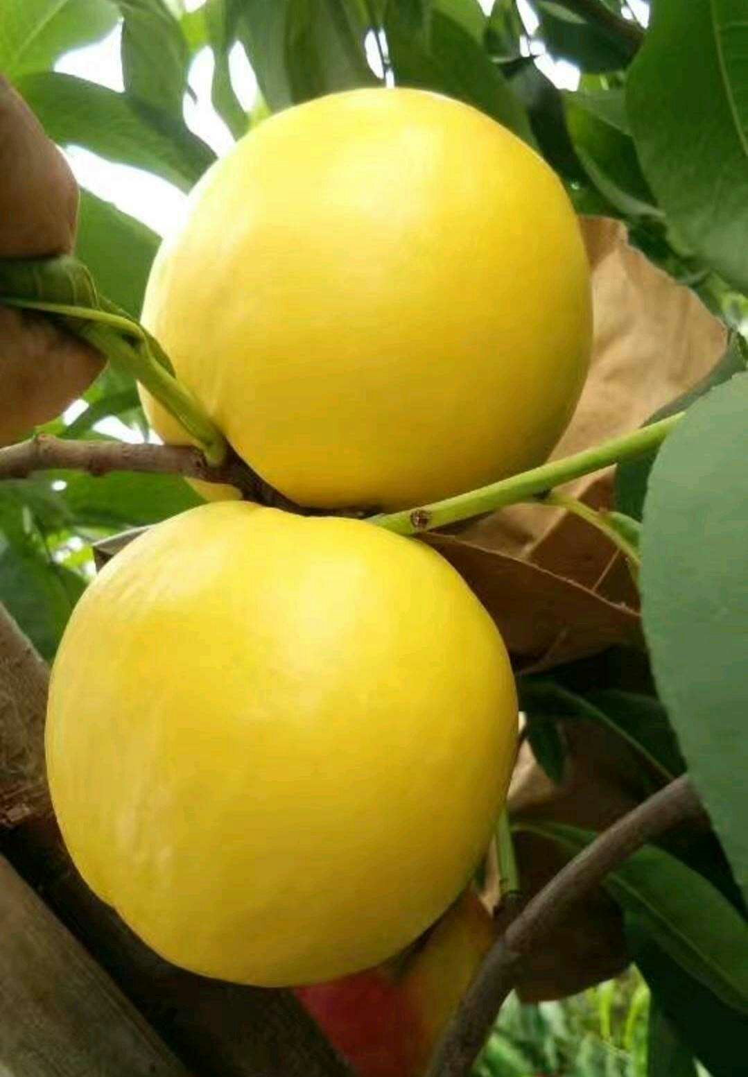 黄油桃 个大颜色好口感脆甜质量保证,以质论价