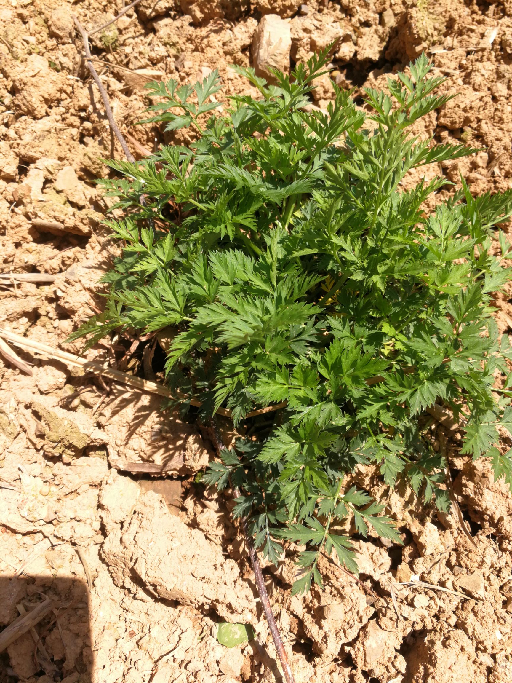 川芎 正宗江西瑞昌茶芎 泡茶 食用