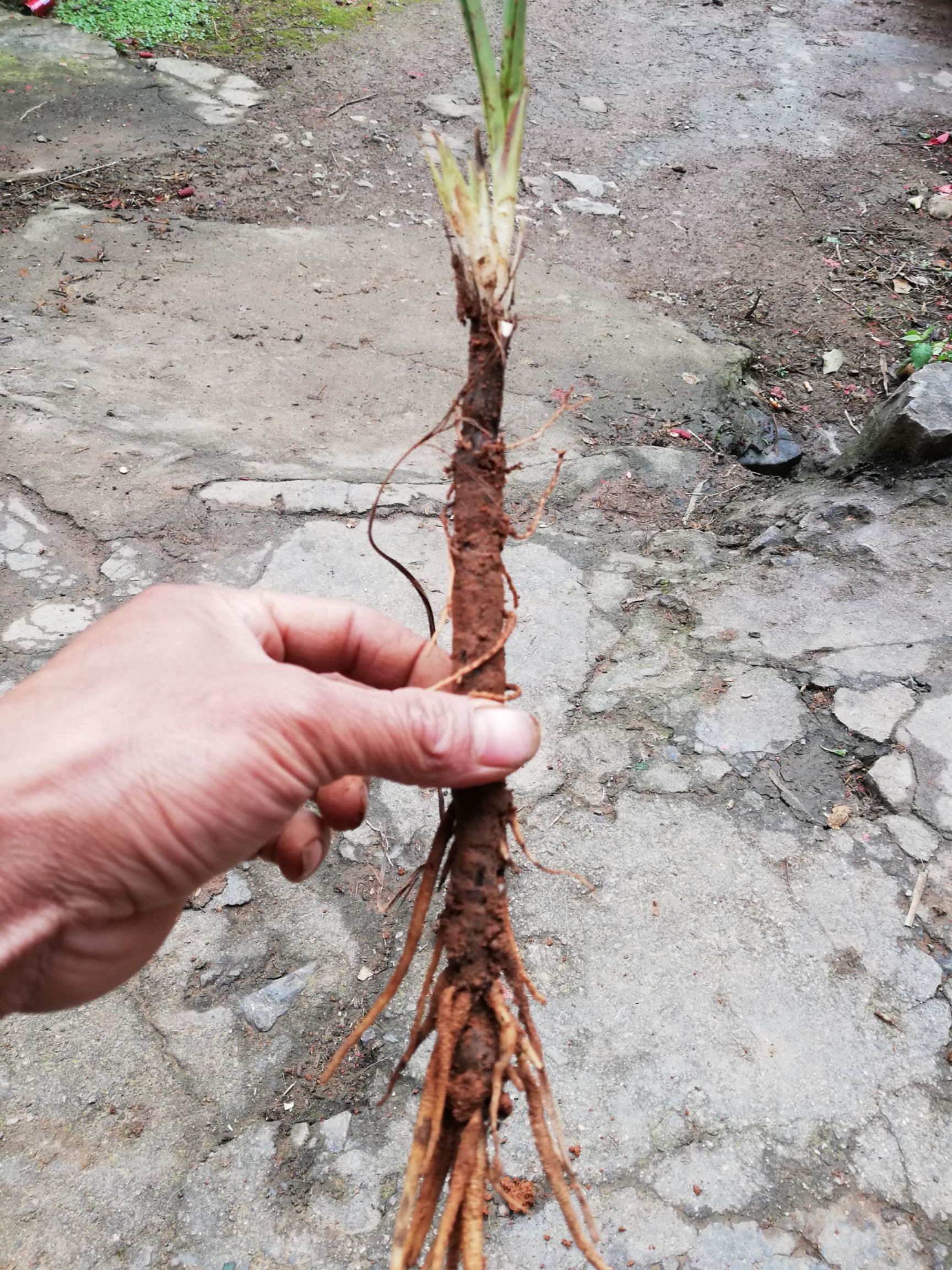 仙茅 大自然,纯*生,独脚,棕参