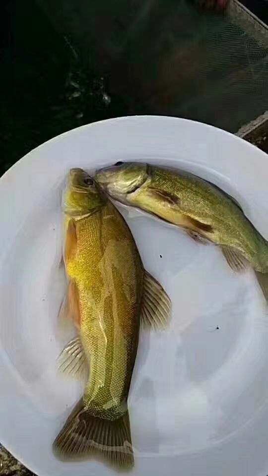 丁桂鱼苗