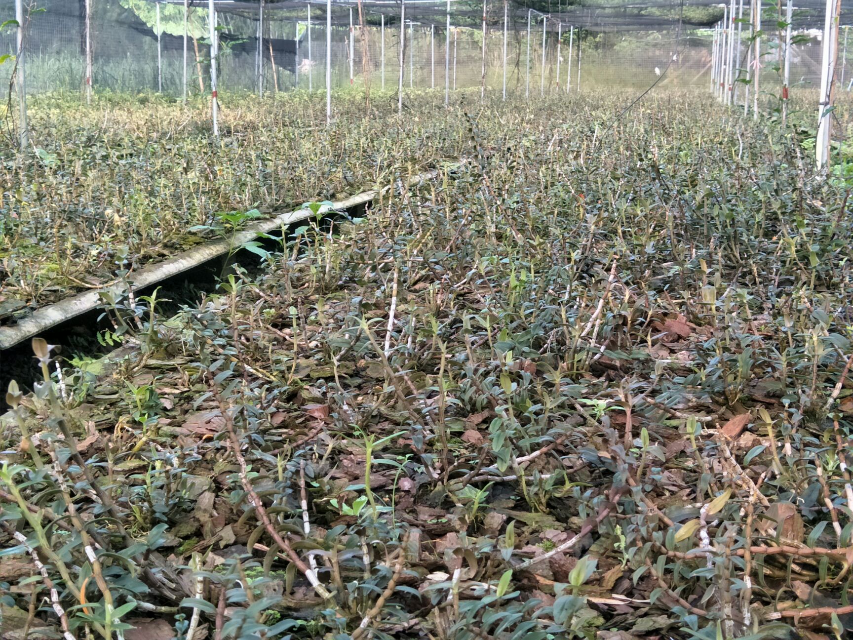 广西壮族自治区钦州市灵山县铁皮石斛