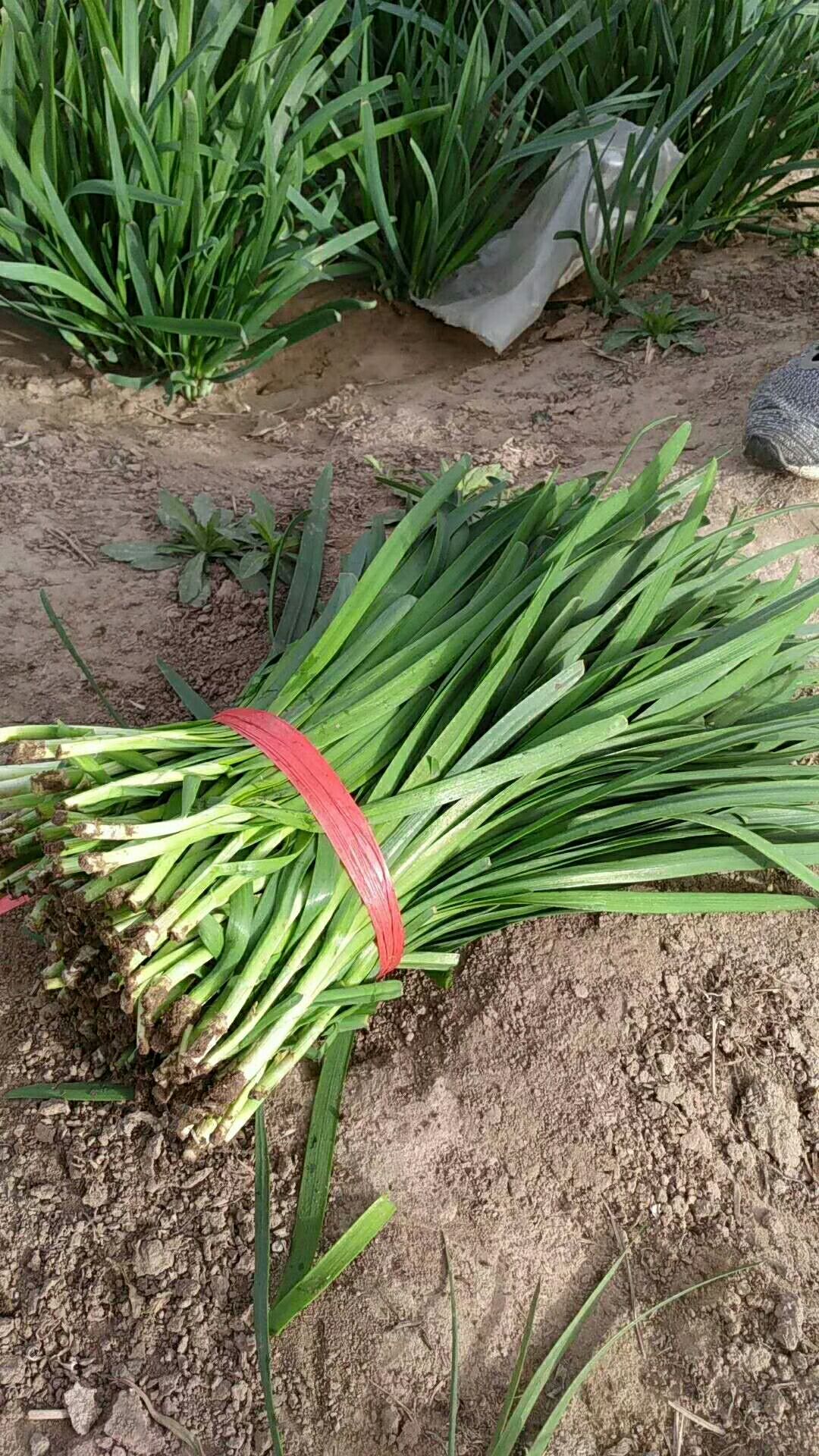 韭菜 头茬