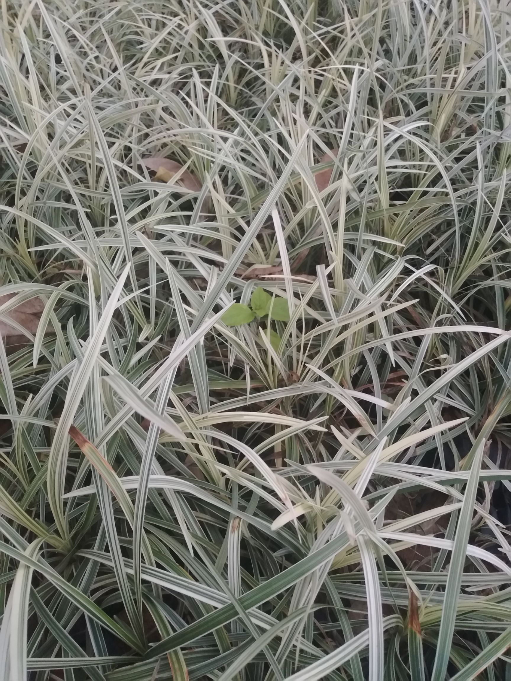 银边草