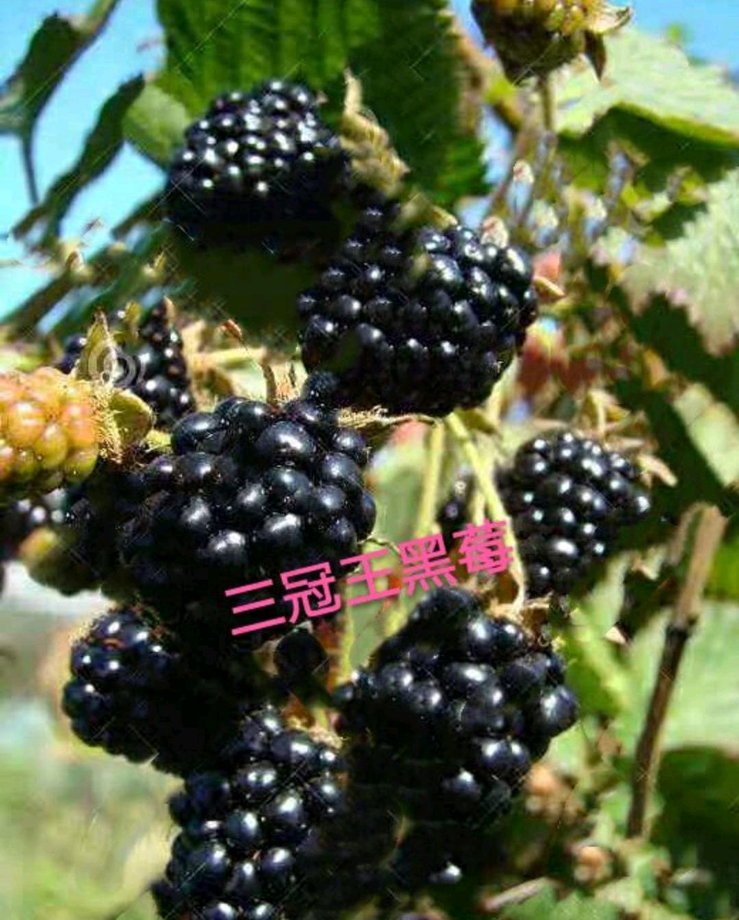 黑莓三冠王 黑莓苗
