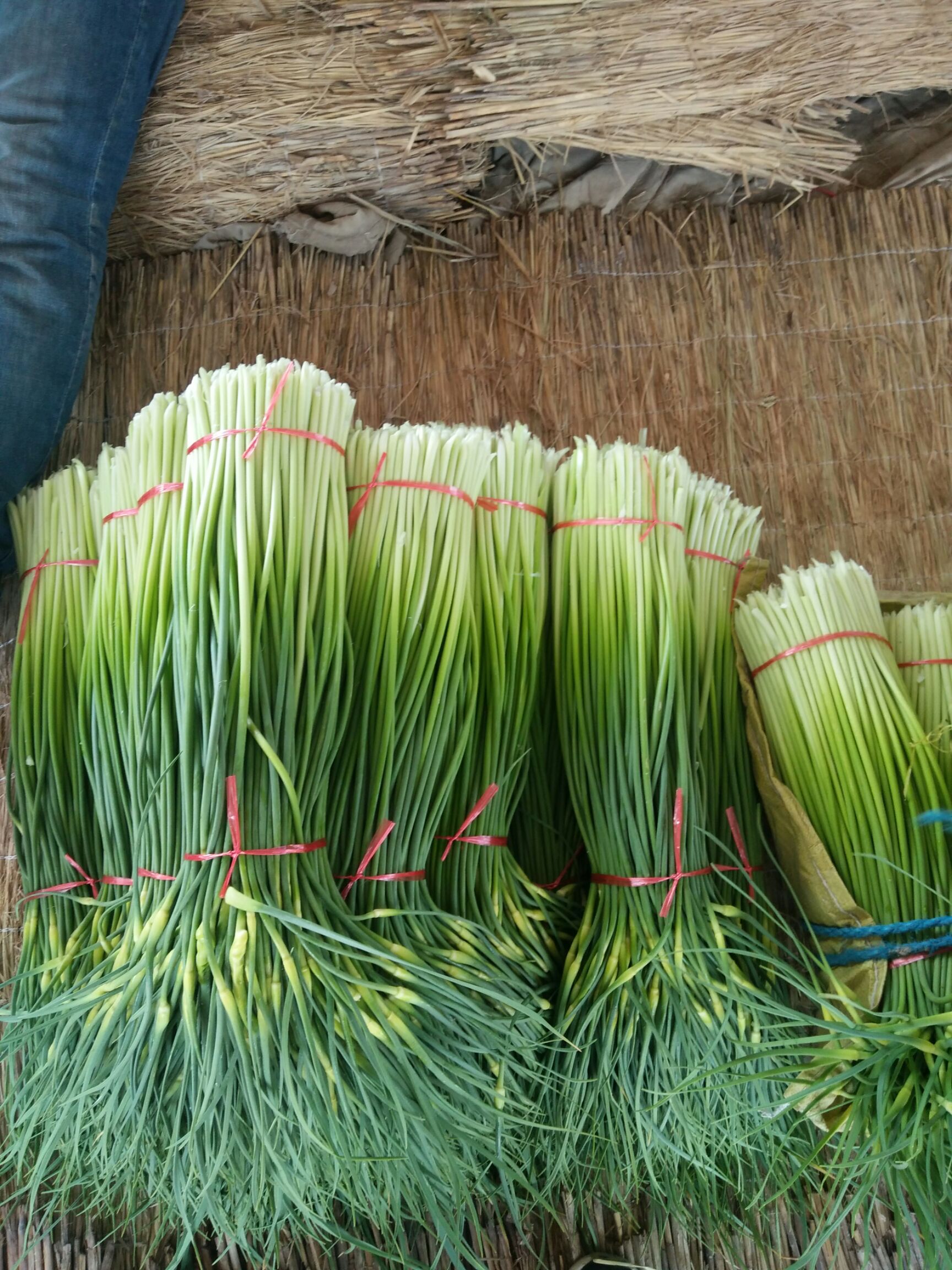 品种名:红帽蒜苔 品种名:红帽蒜苔 长度:60~70cm 茬数:一茬