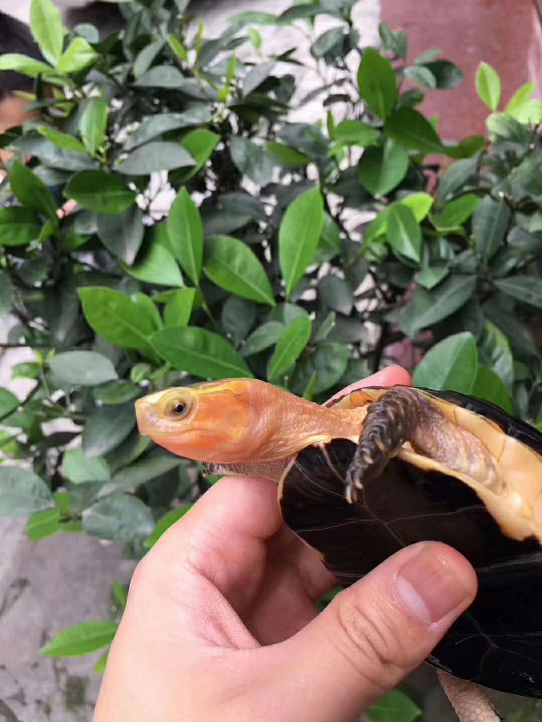 [安缘龟批发]安缘龟价格3288元\/只 1只起批