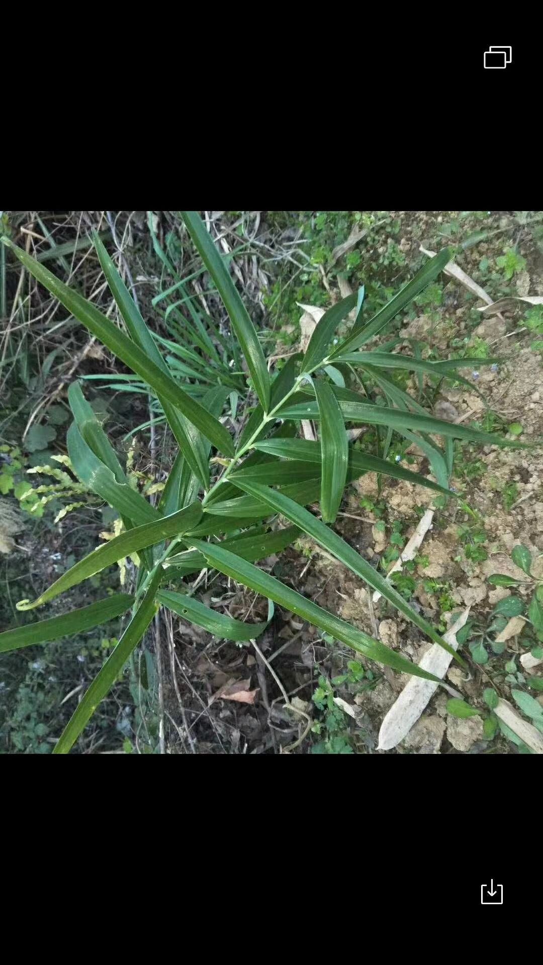 生四叶参 块 生黄精