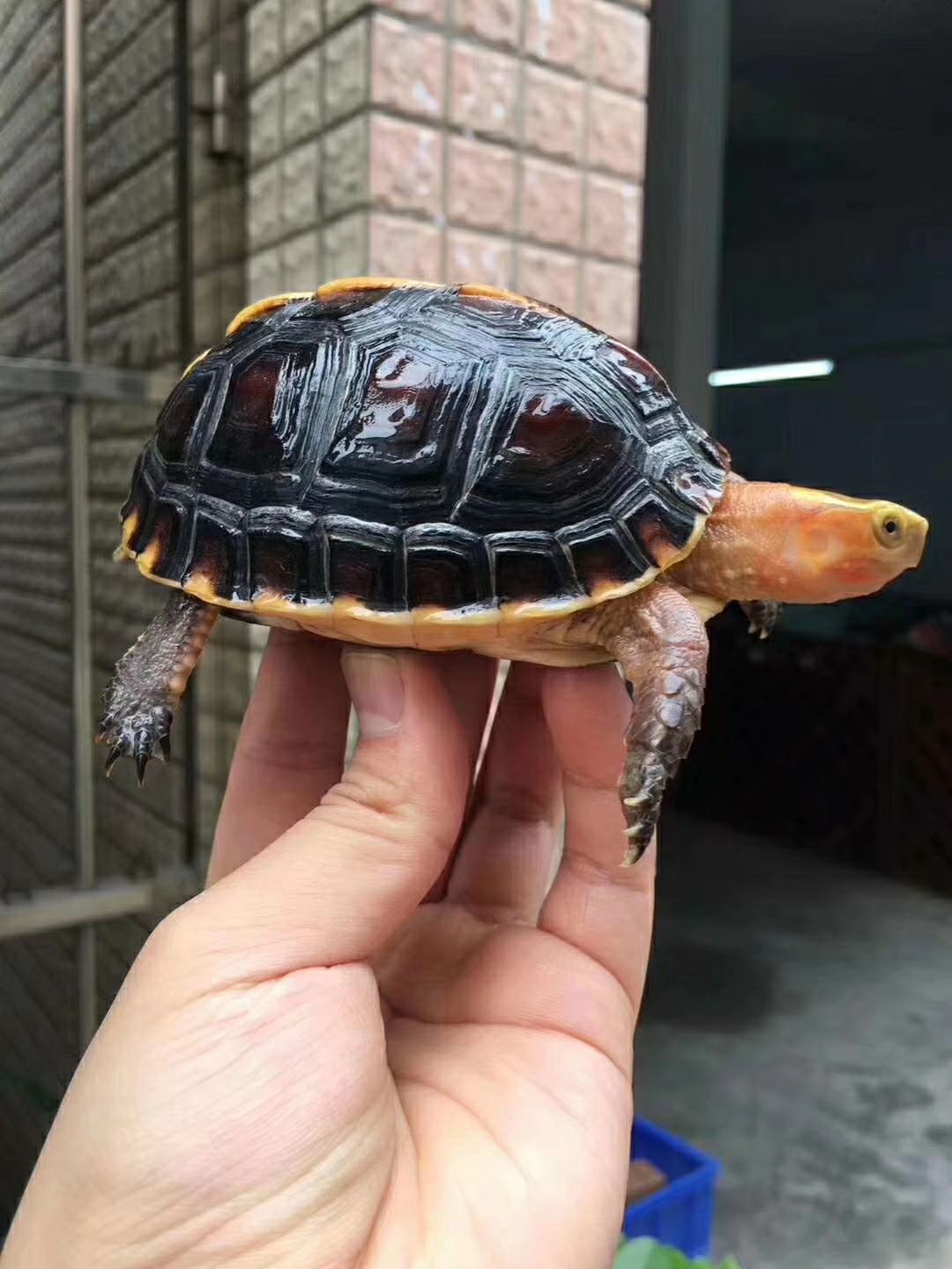 [安缘龟批发]安缘龟价格3288元\/只 1只起批