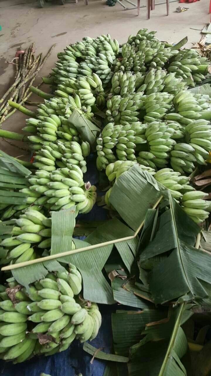 西贡蕉哪里有卖 - 西贡蕉货源 -西贡蕉图片\/价格