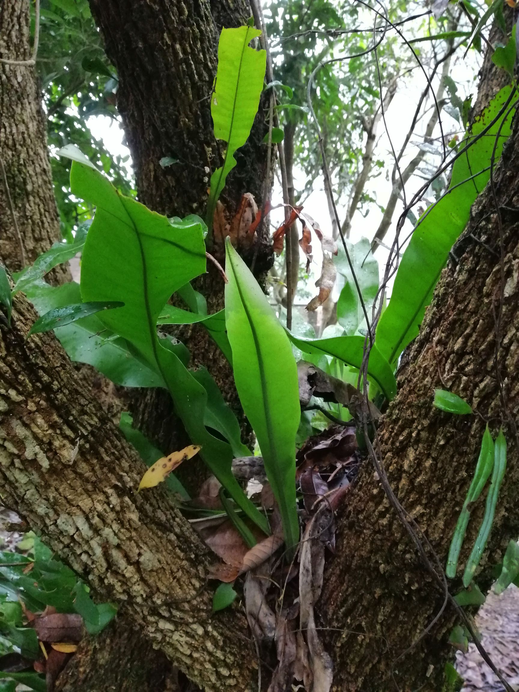 石韦